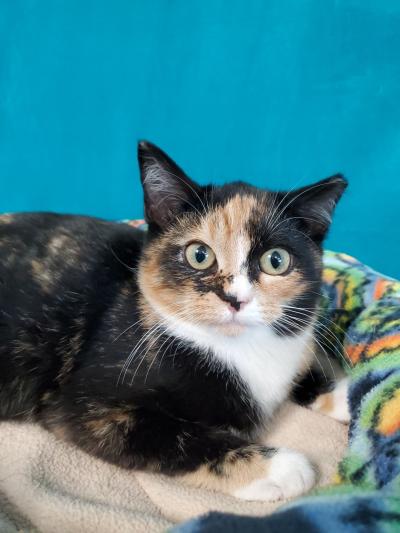 Myrrh the calico cat with an eartip