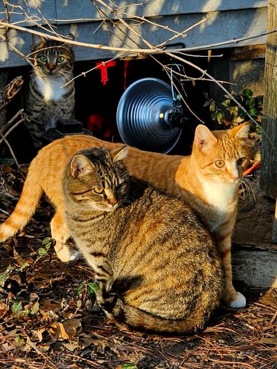 Three community cats outside beside a home