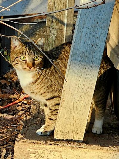 Tabby community cat with eartip behind a wooden board