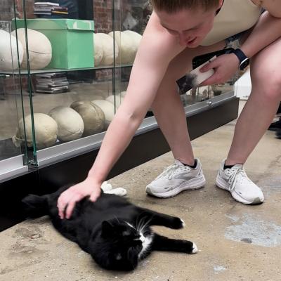 Person bending down to pet Bone Jovi the cat, who is lying down on the floor beside a display case