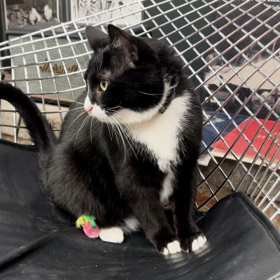 Bone Jovi the black and white cat on a chair