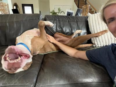 Balboa the dog lying upside-down on a couch with a person petting his belly