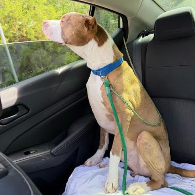 Balboa the dog sitting in a vehicle with his nose out the window