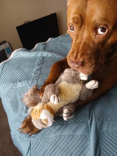 Bonnie the dog chewing in a stuffed toy squirrel