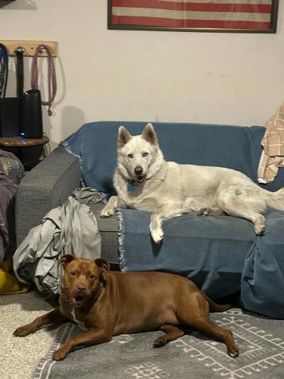 Bonnie the dog in her foster home with another dog on a couch