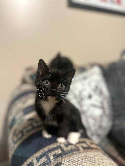 Book the kitten sitting on a couch