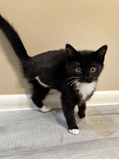 Boo the kitten standing on three legs