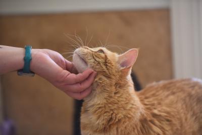 Person's hand affectionately cupping the chin of an orange tabby cat
