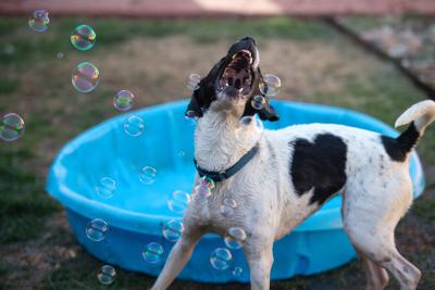 Boston the dog biting at bubbles in the air