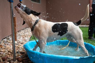 Boston the dog standing in a kiddie pool drinking water from a spigot
