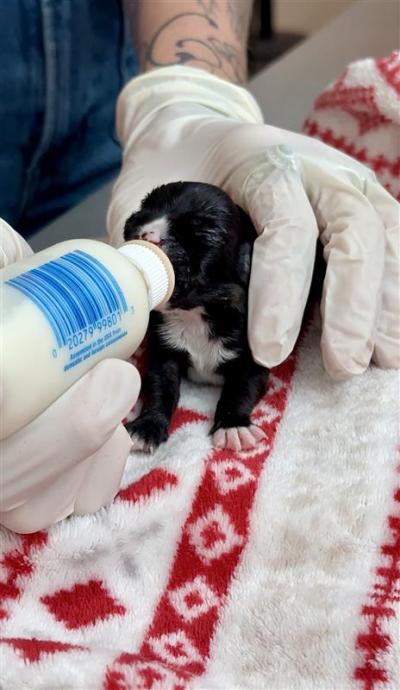 Person wearing gloves bottle-feeding Rory the puppy