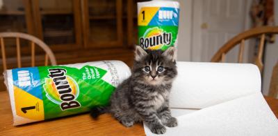 Tabby kitten sitting on a table on some paper towels, with some rolls of Bounty behind him