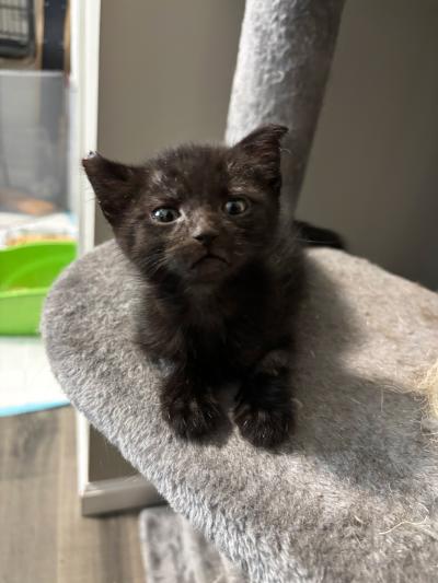 Bradley Cooper the kitten on a cat tree