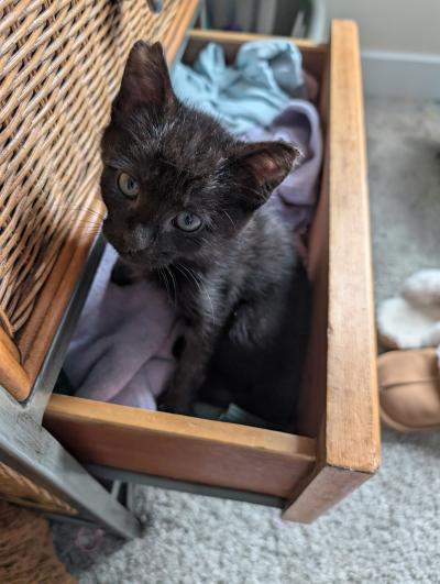 Bradley Cooper the kitten sitting in an open drawer