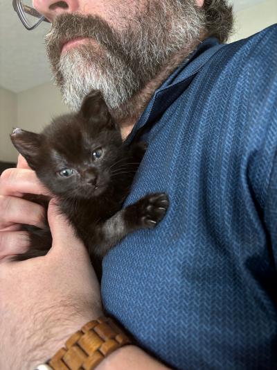 Bradley Cooper the kitten being held by a bearded person