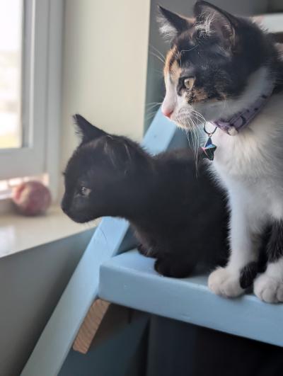 Bradley Cooper and Jennifer Lawrence the kittens together on a shelf