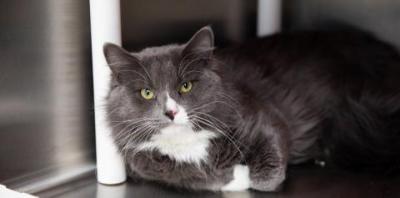 Dark gray and white cat lying in metal crate