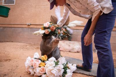 Person putting a flower crown on a pig, with additional flowers in front of her