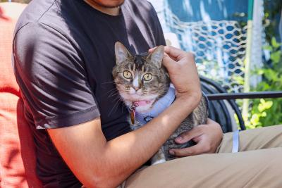 Person holding a cat wearing a collar and tag