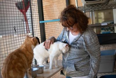 Person petting a cat while another watches