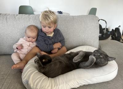 Bruce the cat, Ollie, and their baby little sister