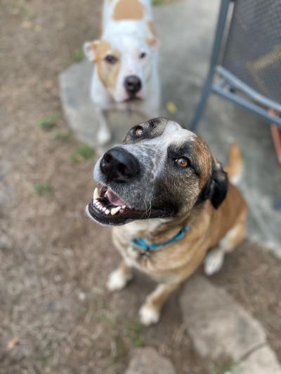 Brutus the dog smiling while outside with another dog behind him