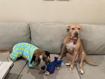 Brutus the dog wearing pajamas and lying on a couch with another dog