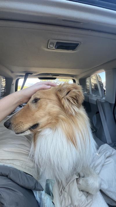 Friday the dog in a vehicle, with a hand petting his head
