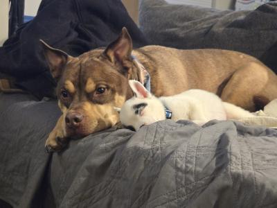 Potato the puppy sleeping next to a larger dog on a gray blanket