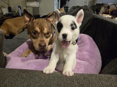 Potato the puppy in a pink bed next to another dog in his home