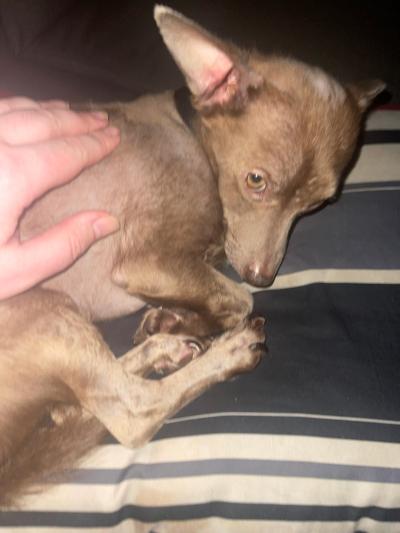 Person's hand petting buddy the dog, who is lying down