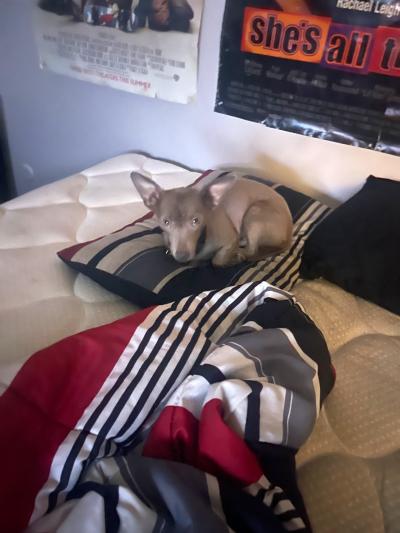 Buddy the dog lying curled up in a little ball on a mat on a bed