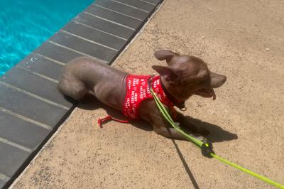 Buddy the dog wearing a harness and on a leash next to a pool