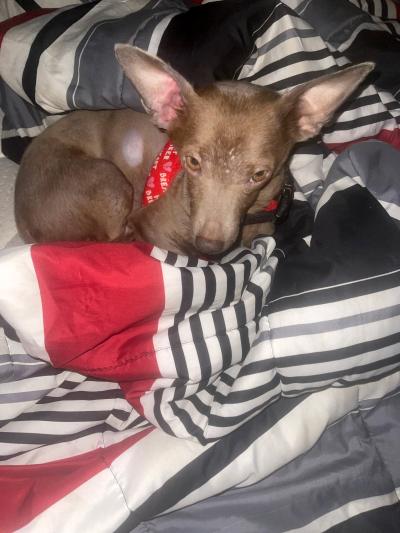 Buddy the dog lying on a black, white and red striped blanket