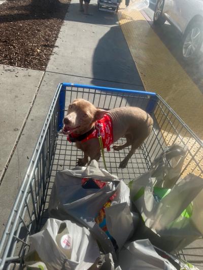 Buddy the dog in a grocery cart next to some bags