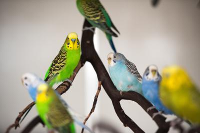 Multiple budgies on a branch