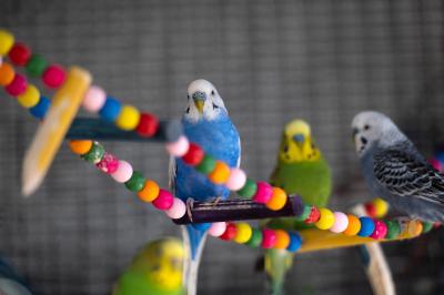 Three budgies on a colorful perch