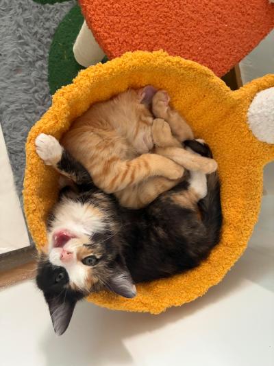 Bug the kitten meowing and snuggled up next to Iris the kitten