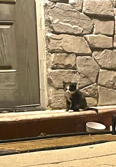 Bug the kitten on the porch