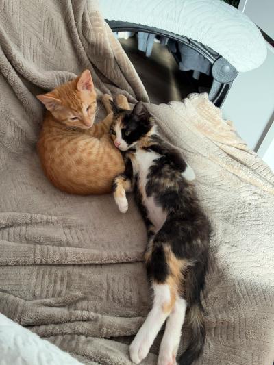 Bug the kitten stretched out snuggling with an orange kitten