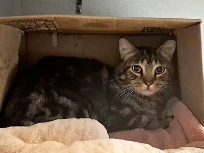 Buster the cat lying on a towel in a cardboard box