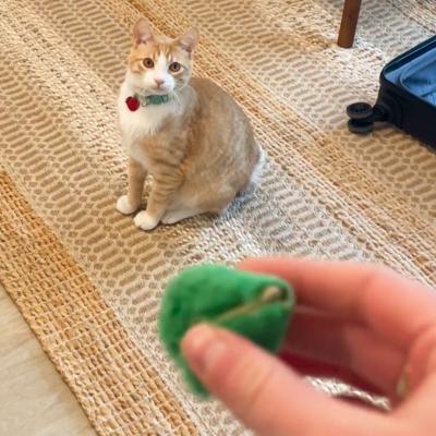 Butters the cat looking at a person's hand holding a green toy
