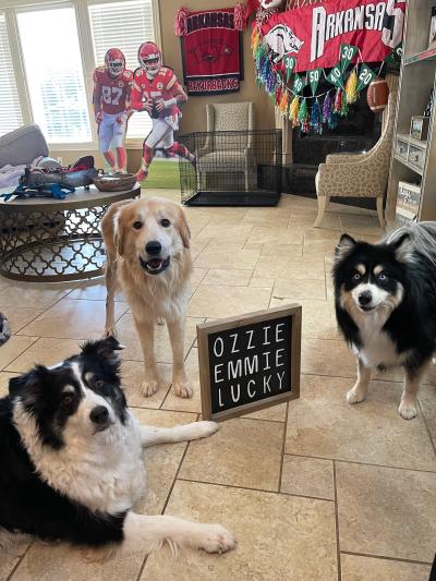 Caesar with the two other dogs in his new family, with a sign between them listing their three names