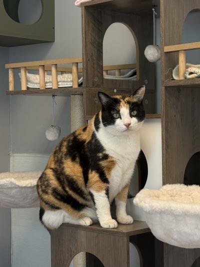 Calliope the cat on a large cat tree