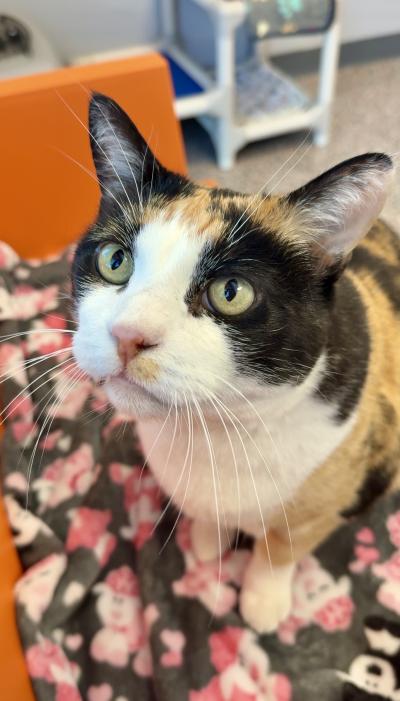 Calliope the cat looking up