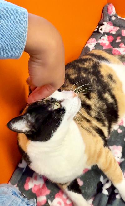 Person's hand petting the top of the head of Calliope the cat