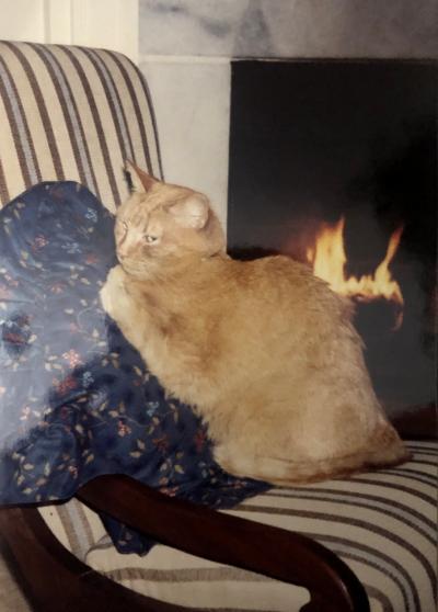Camel the cat on a chair in front of a fireplace