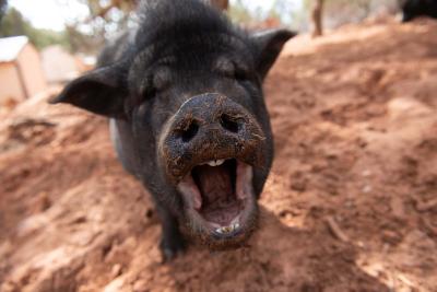 Cameo the pig yawning