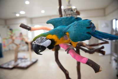 Captain the parrot ready for treat time