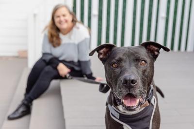 Happy black and white pit-bull-type dog with graying muzzle in front of a person sitting on some steps
